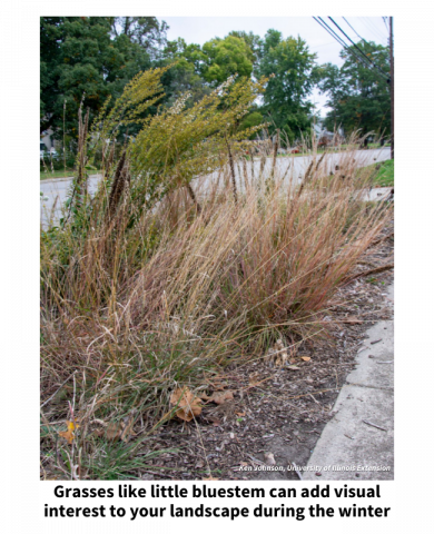 Grasses like little bluestem can add visual interest to your landscape during the winter