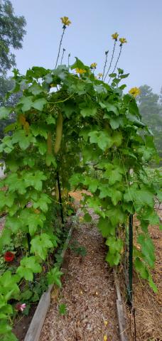 A trellis with loofa squash growing on it