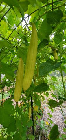 Two loofa squashes growing on a trellis