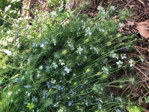Thinned love-in-a-mist makes great filler for flower arrangements