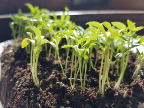 Seedlings sprout from the soil
