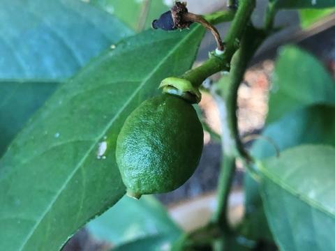 Meyer lemon is hardy to USDA Zones 9 to 11, making it unsuitable for outdoor cultivation in Illinois, but quite suitable for containerized cultivation where it can be brought indoors to over-winter under lights.