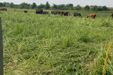 millet pasture