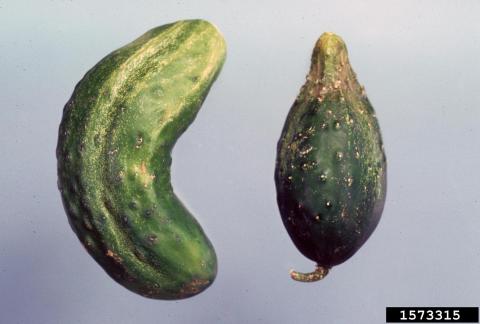 Misshapen cucumbers caused by incomplete pollination.
