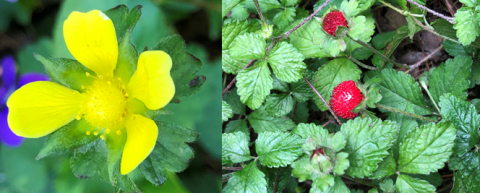 Unlike the “true” strawberry (Fragaria spp.), the mock strawberry is yellow-flowered and not tasty to eat.