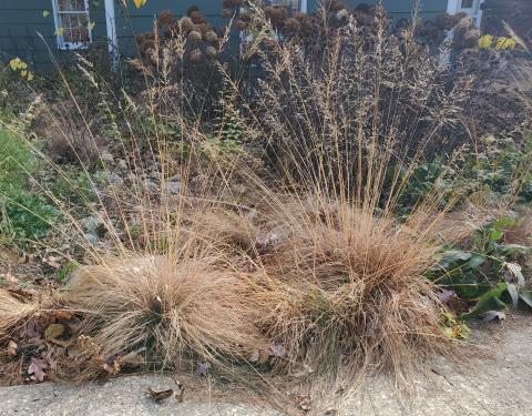 Two prairie dropseed plants at the front of another garden.