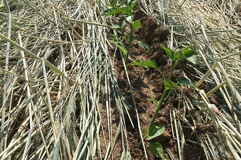 No-till transplanted peppers into a rolled and sprayed cereal rye cover crop.