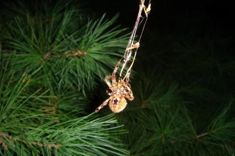 Nocturnal orb-weaver spider