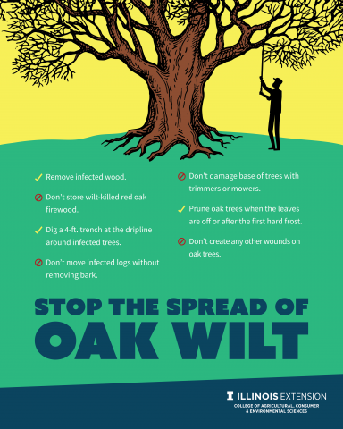 infographic on oak tree wilt