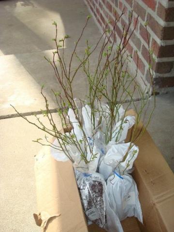 Early spring shipment of plants from an online nursery.  Each was zip tied to the box to keep it from shifting in the box.