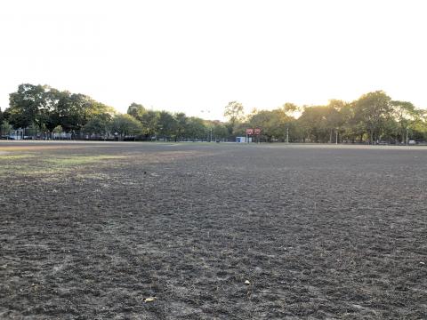 field destroyed by grubs