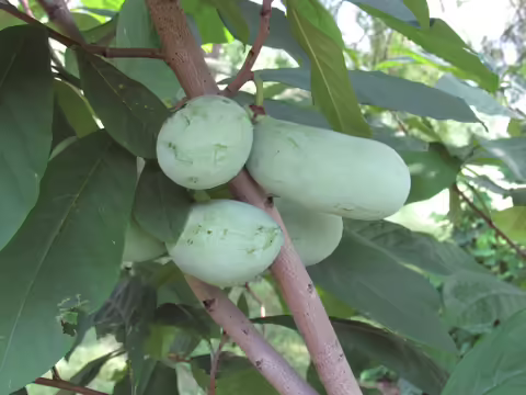 Pawpaw