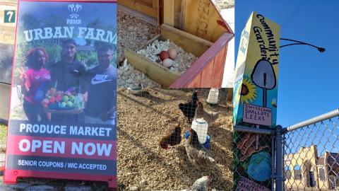 farmers market sign, chickens and eggs, original colorful community garden sign