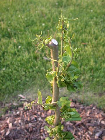 Herbicide injury on pear.