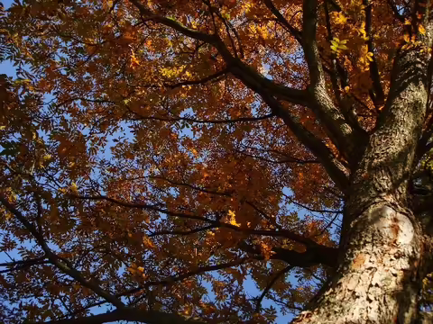 The glowing amber fall color of pecan