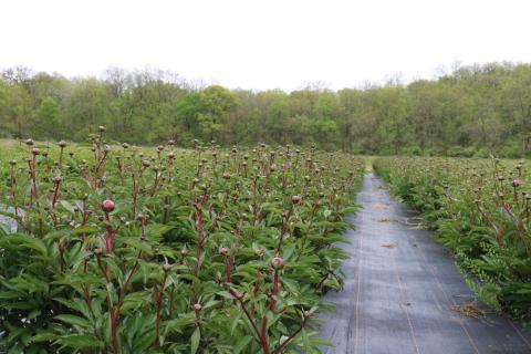A field of peonies growing at Clara Joyce Flowers