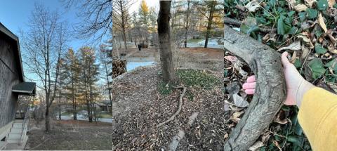 Left: An otherwise healthy cherry tree targeted for removal for safety reasons. Center and right:  Tree leaning at such an angle, primary anchor roots are being pulled from the soil.