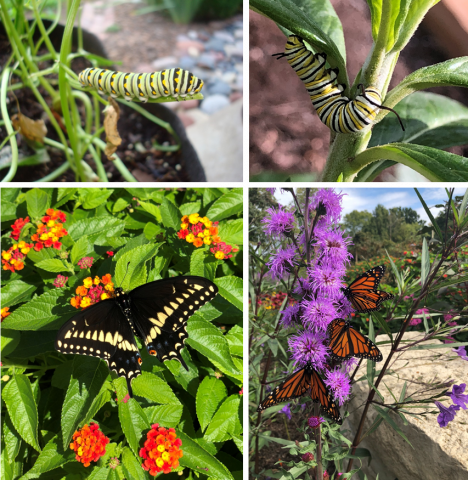 Clockwise from lower left: adult black swallowtail on Lantana sp.; black swallowtail larva, aka parsley worm; monarch butterfly larva; adult monarch butterfly on Liatris sp