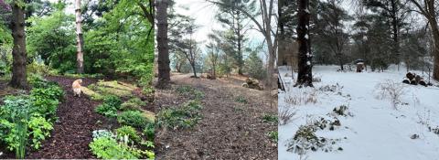 My Jungle the previous May (L), then in early February before (C) and after (R) the start of the first big snow of 2022.