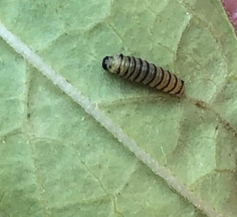 An early instar of the Monarch caterpillar is tiny, somewhat transparent with black bands.  Its front and hind tentacles at this stage are just nubs