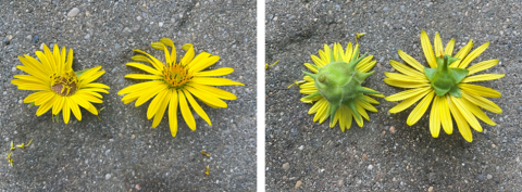 Left image: the front flower face of compass plant (l) and cup plant (r) are similar and more challenging to differentiate.  Right image: the back face of compass plant (l) and cup plant (r) are easier to differentiate using the involucre.