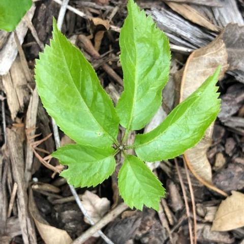 American ginseng seedling grown from purchased seed that had been pre-stratified(cold/moist) for an entire year.
