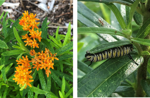 Asclepias tuberosa var. clay in bloom (L) and as a larval food source for monarch butterfly caterpillar (r)