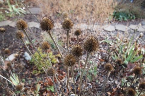 Purple coneflower seedheads when retained are an excellent winter food source for birds and other wildlife