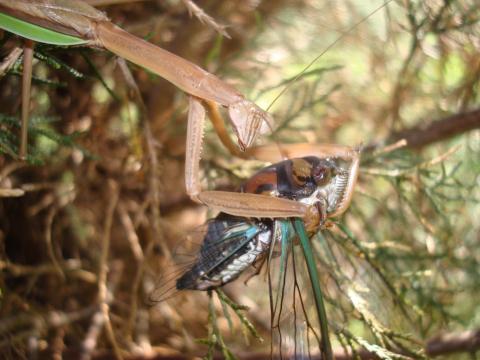 A Chinese praying mantis with a cicada held firmly in its front legs