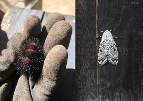The giant leopard moth (R) overwinters as a larvae (L) in leaf litter
