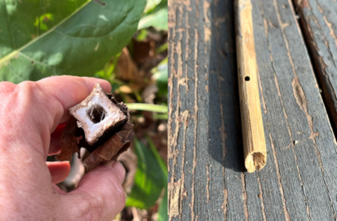 Cup plant (L) with its hollow stems is a preferred nesting site for larger leaf-cutting bees and (R) is a stem with an entry/exit hole that suggest the presence of a cavity-nesting insect 