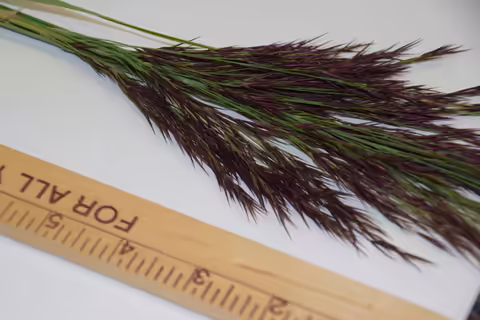 plant next to a ruler