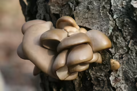 Oyster mushrooms growing on a dead tree