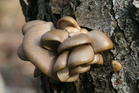 Oyster mushrooms growing on a dead tree