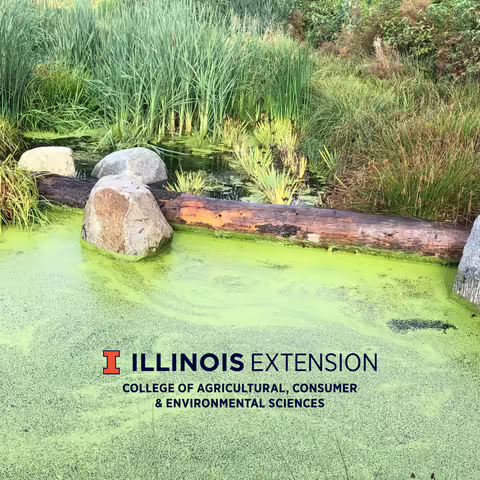 pond algae