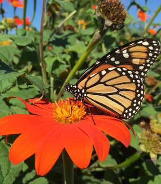 Orange and black monarch butterfly rests on red flower
