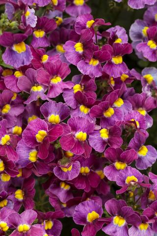Grouped purple flowers with yellow centers. 
