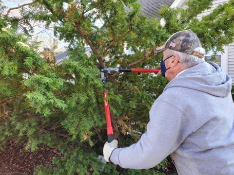 man pruning a yew