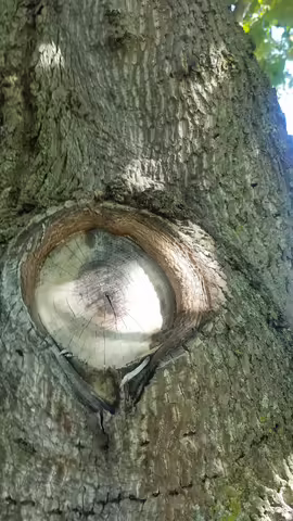 A picture of an irregular pruning cut
