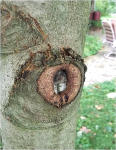Picture of a good pruning cut on the trunk of a tree.