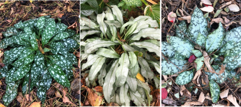 Lungwort 'Trevi Fountain'(l), 'Samourai' (C) and ‘High Contrast (l)’.