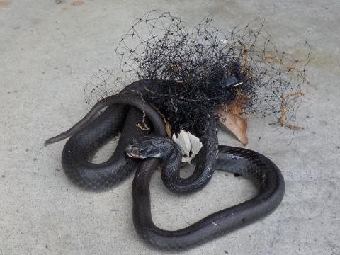 photo of black racer snake entangled in mesh