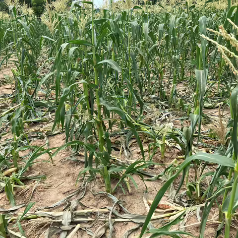 sweet corn damaged by raccoons