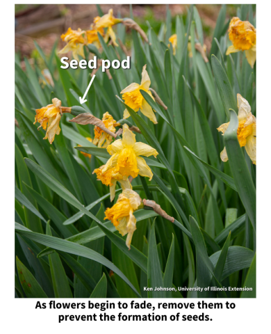 As flowers begin to fade, remove them to prevent the formation of seeds. Dying yellow daffodil flowers. 