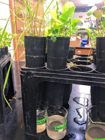 cover crop plants grown in black plastic cone-tainers suspended above beakers collecting root exudates/soil leachates