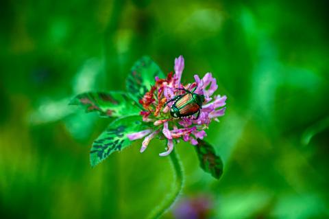 photo of Japanese beetle