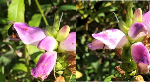 Bumblebee entering the "gullet' of a Rose Turtlehead Chelone obliqua bloom (left); just a leg still visible (right)