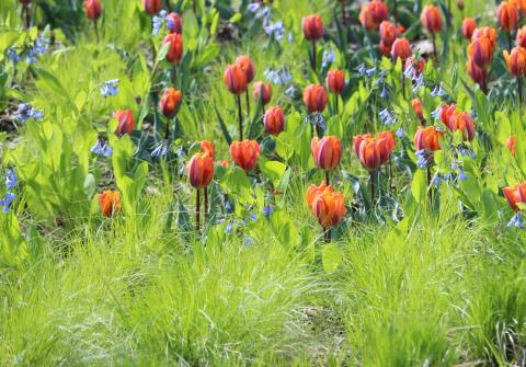 Rosy sedge paired with tulips and other spring wildflowers