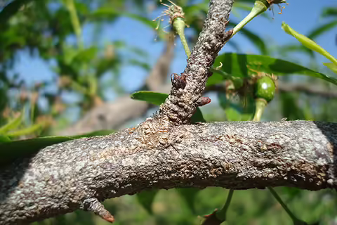 branch