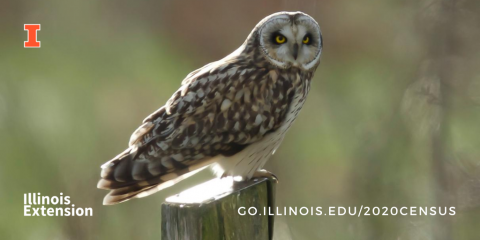photo of short-eared owl